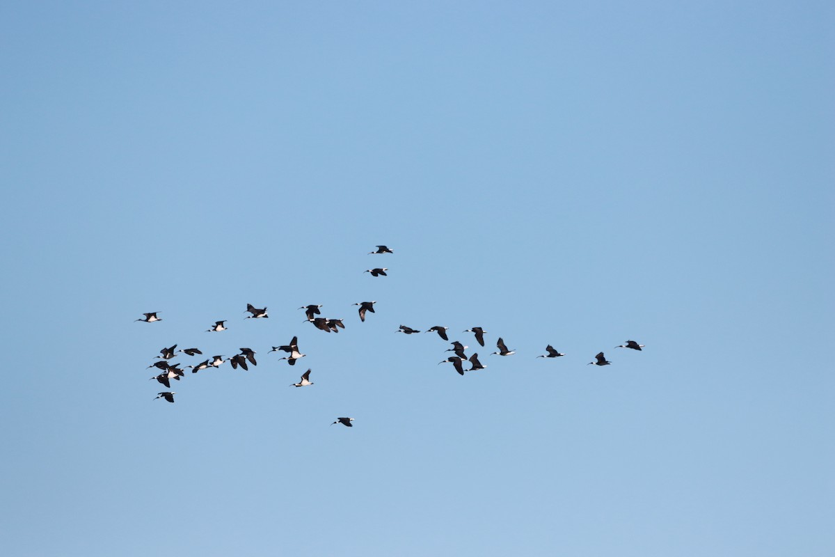 Straw-necked Ibis - ML641897196