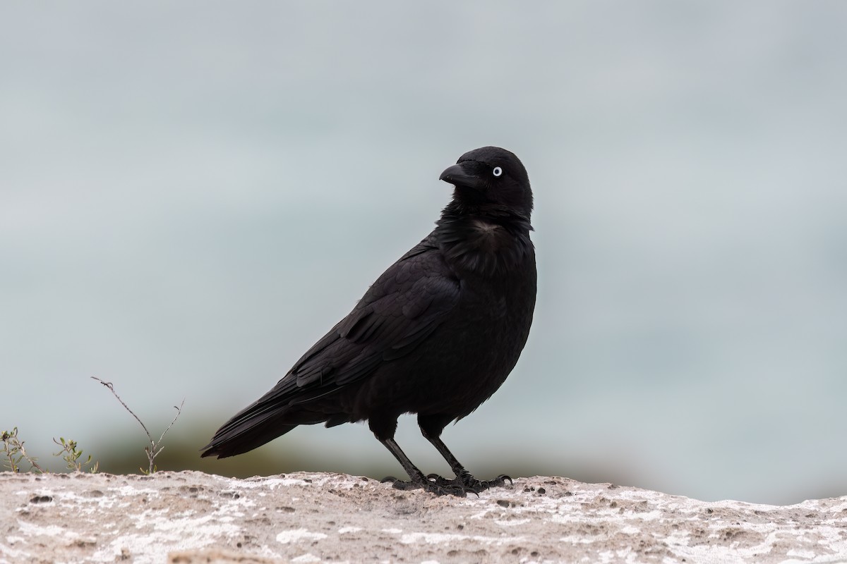 Australian Raven - ML641897200