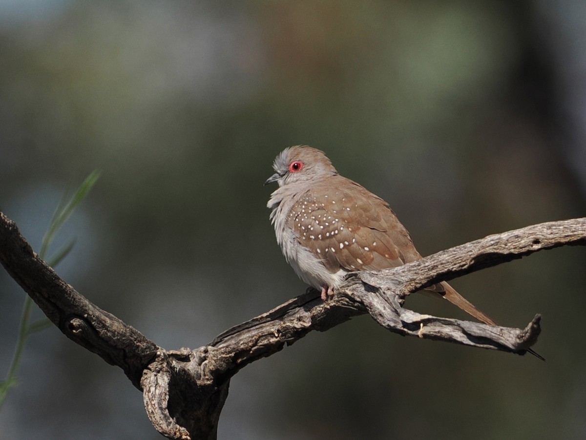 Diamond Dove - ML641897213