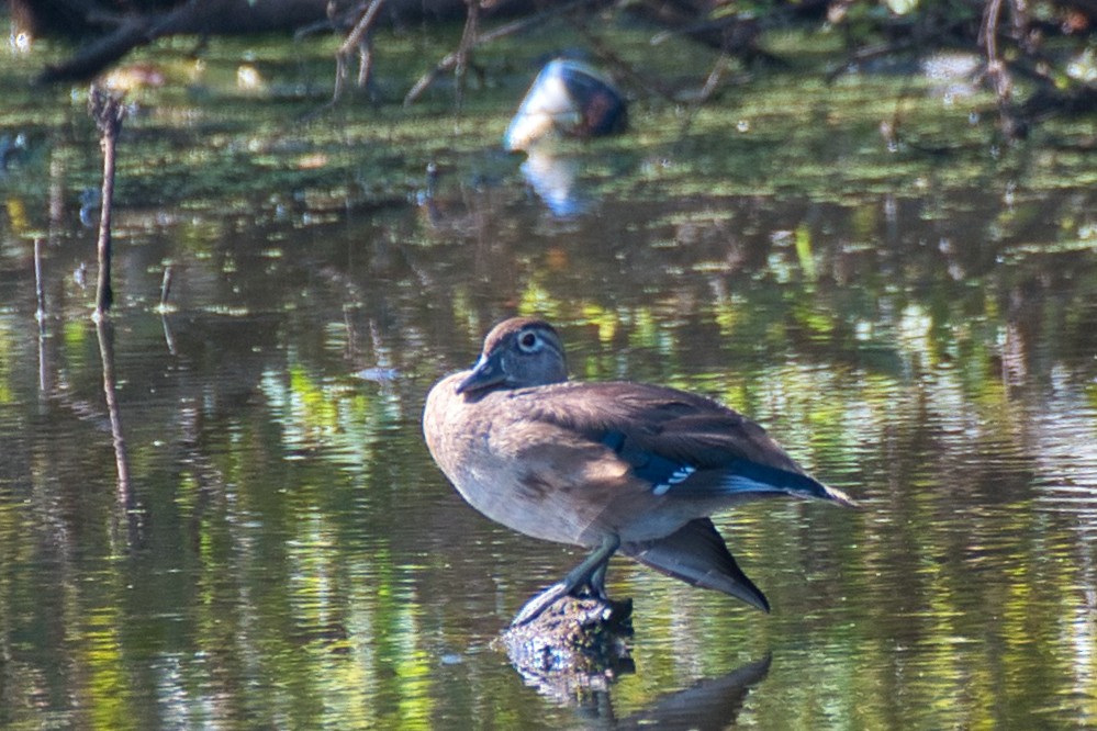 Canard branchu - ML641897222