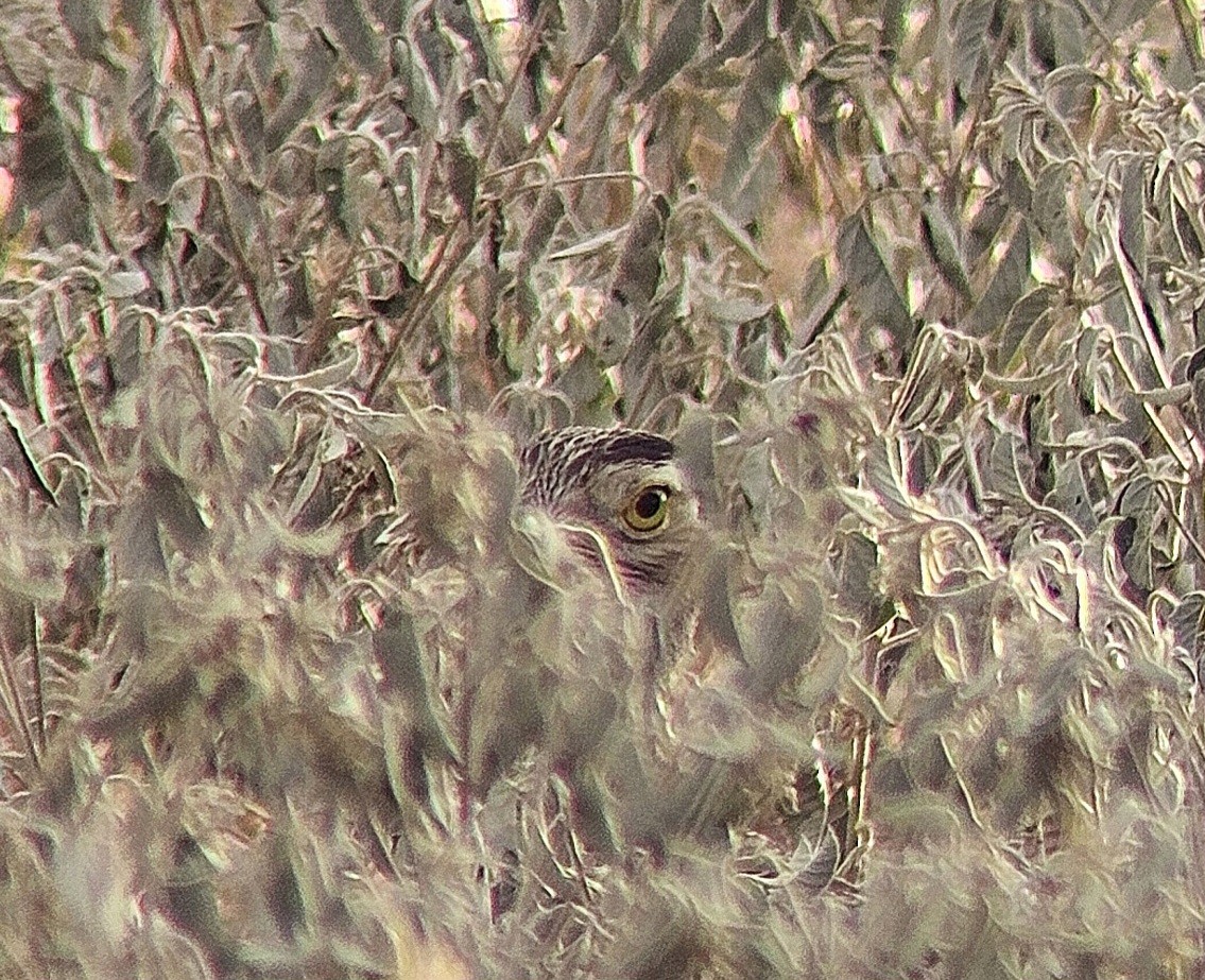 Double-striped Thick-knee - ML641897231