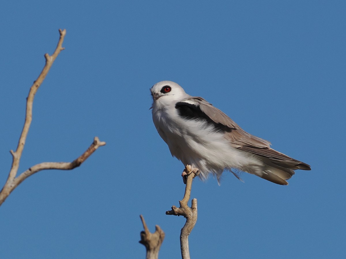 Letter-winged Kite - ML641897234