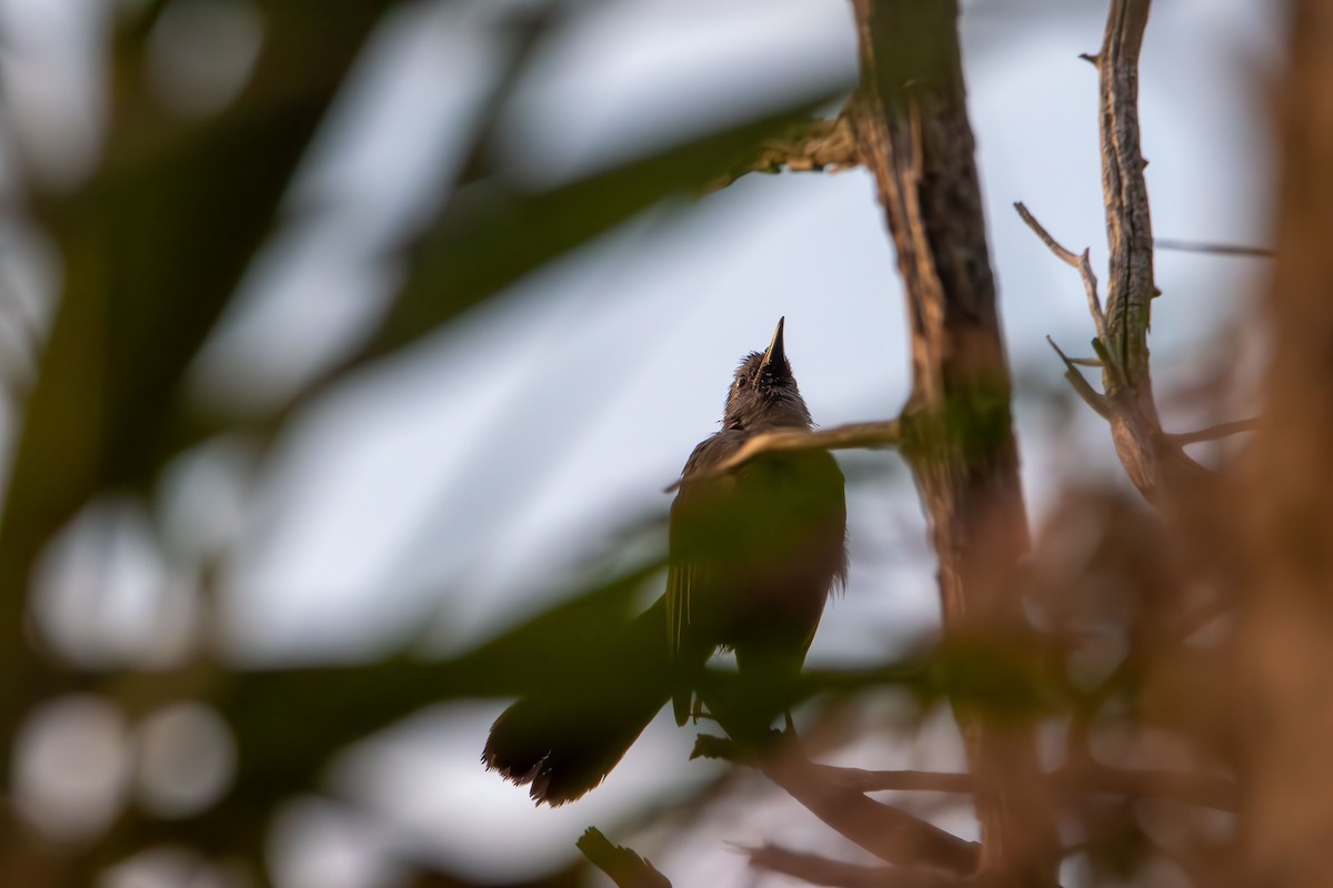 Gray Catbird - ML641897241