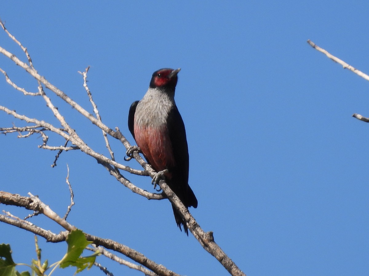 Blutgesichtspecht - ML641897249