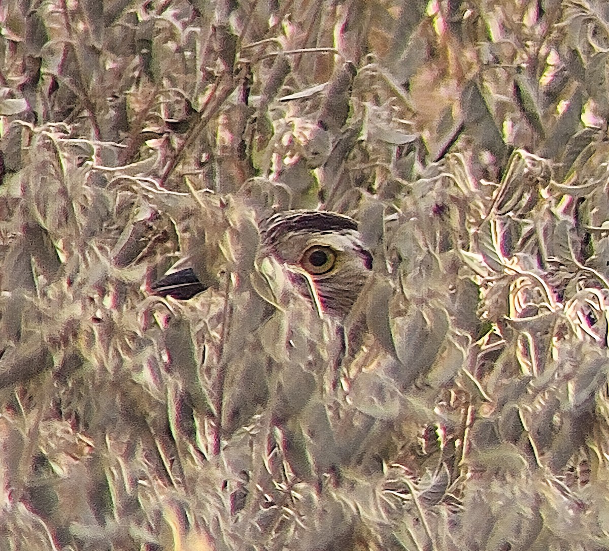 Double-striped Thick-knee - ML641897259