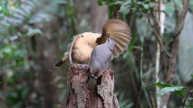 Victoria's Riflebird - ML641897294