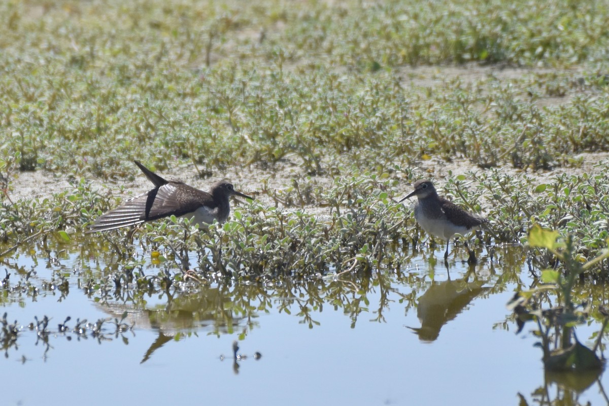 Solitary Sandpiper - ML641897302