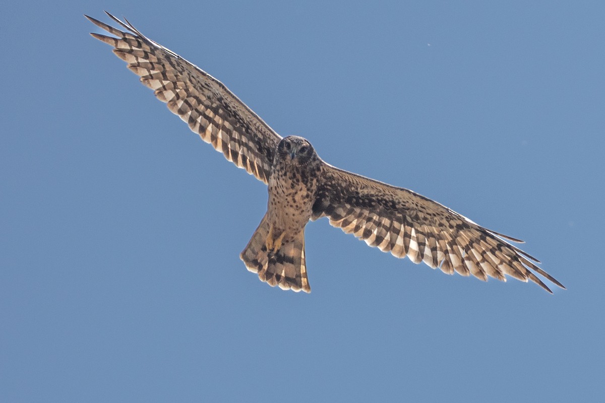 Northern Harrier - ML641897309