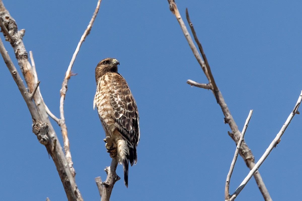 Red-shouldered Hawk - ML641897312
