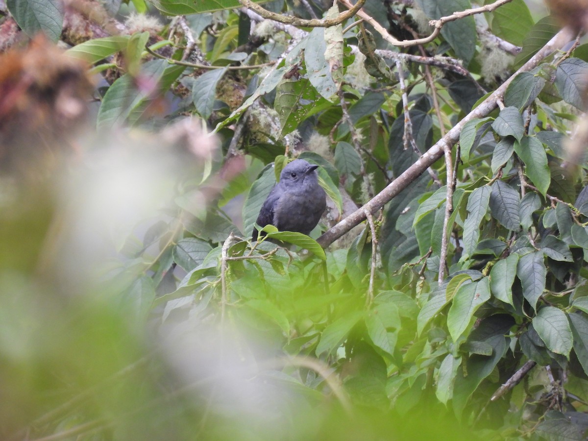 Dusky Piha - ML641897328