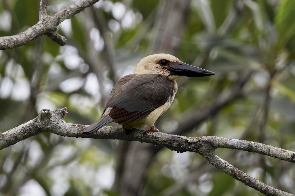 Great-billed Kingfisher - ML641897331