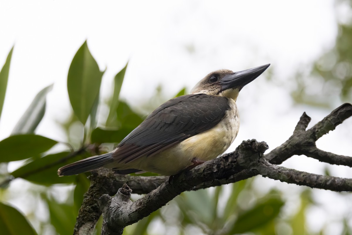 Great-billed Kingfisher - ML641897332