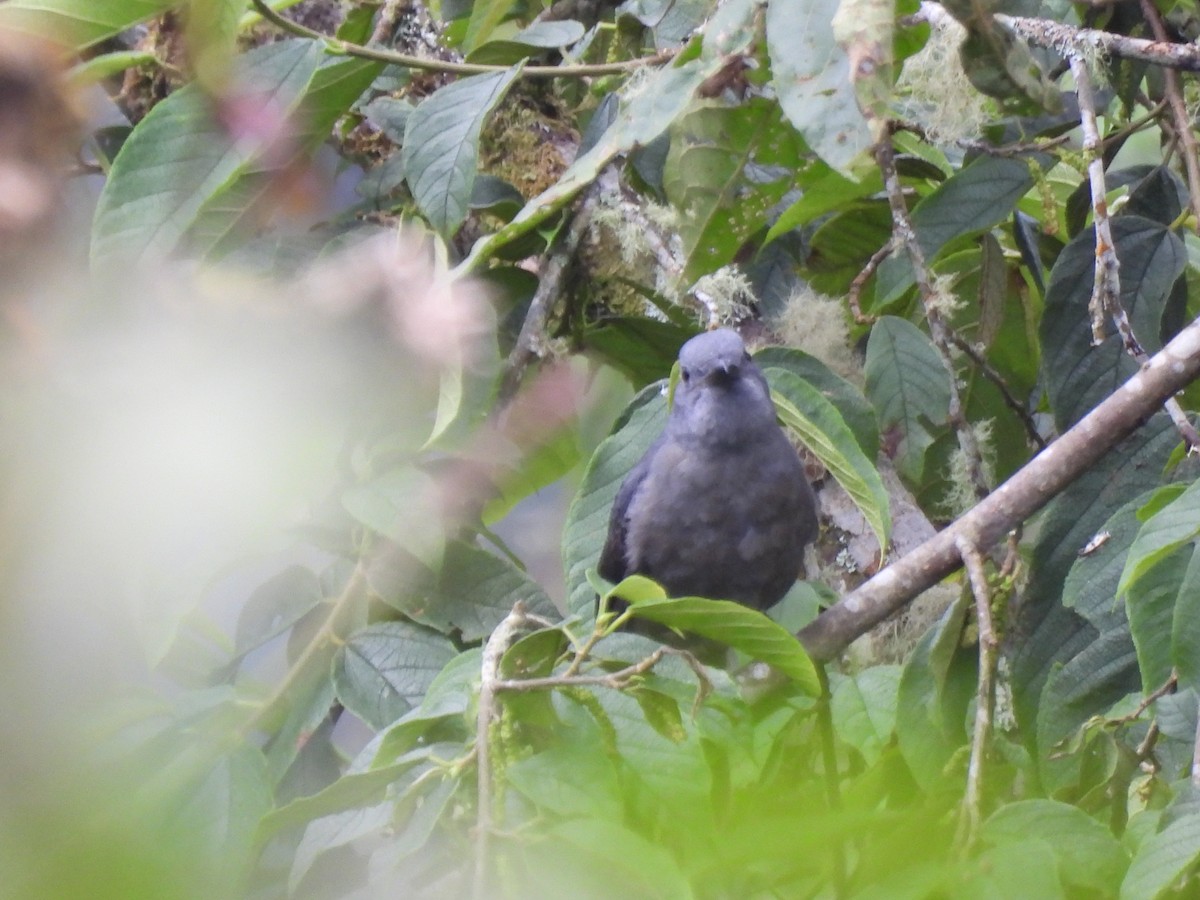 Dusky Piha - ML641897333