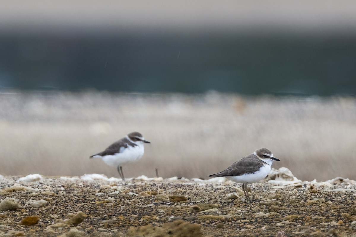 Javan Plover - ML641897349