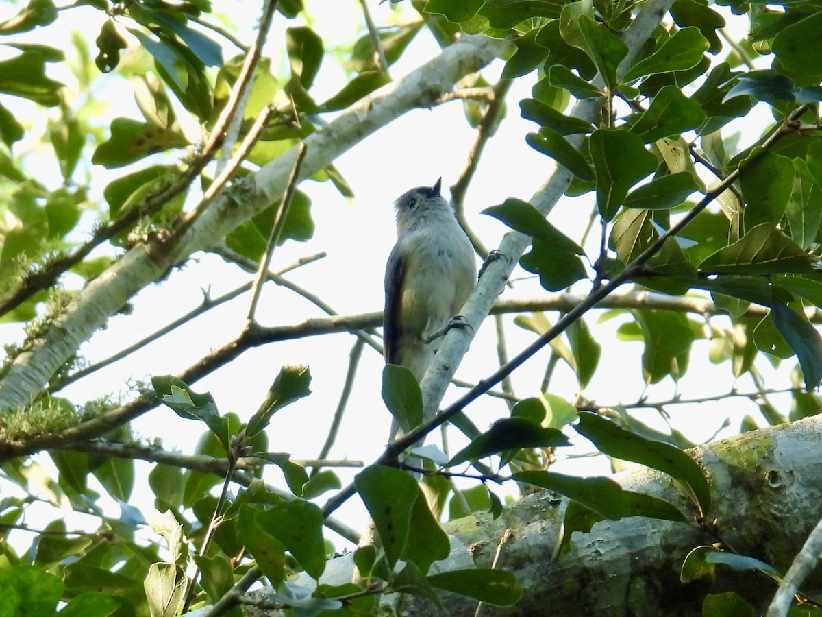 Tufted Titmouse - ML641897375