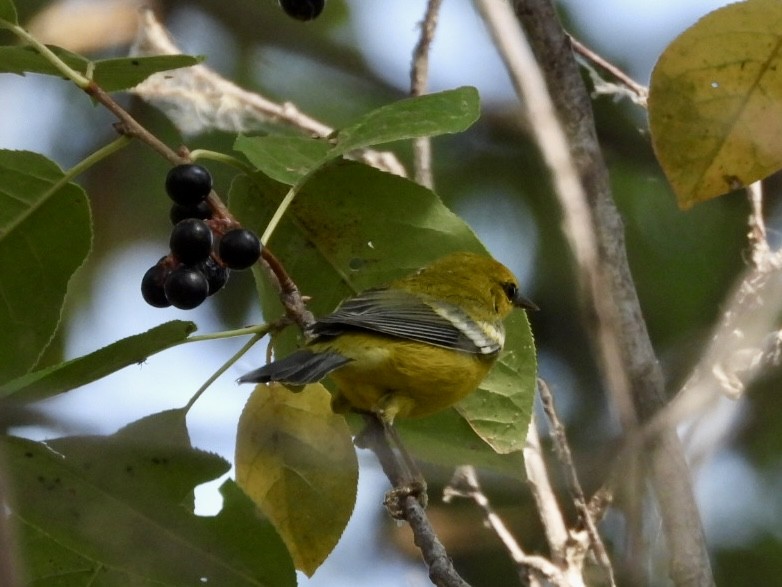 Blue-winged Warbler - ML641897380