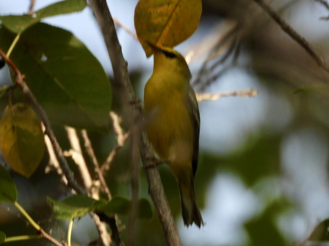 Blue-winged Warbler - ML641897381