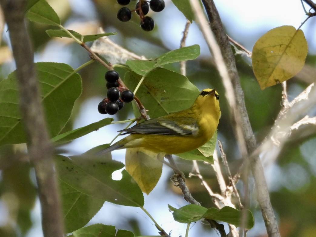 Blue-winged Warbler - ML641897382