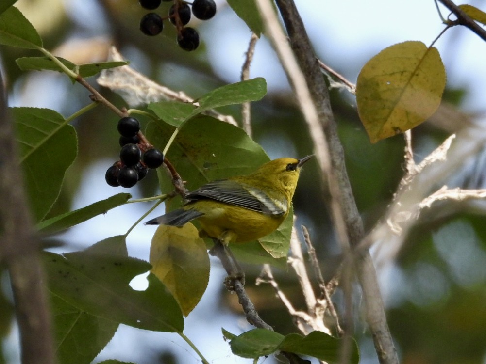 Blue-winged Warbler - ML641897383