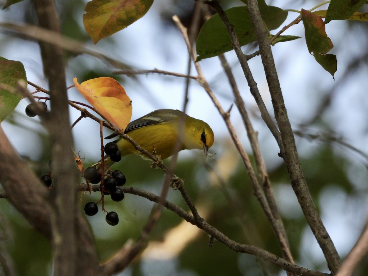 Blue-winged Warbler - ML641897384