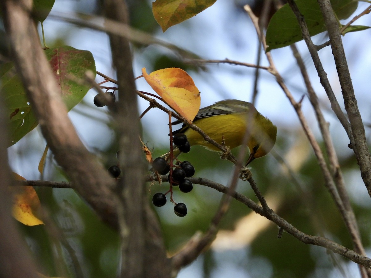 Blue-winged Warbler - ML641897385