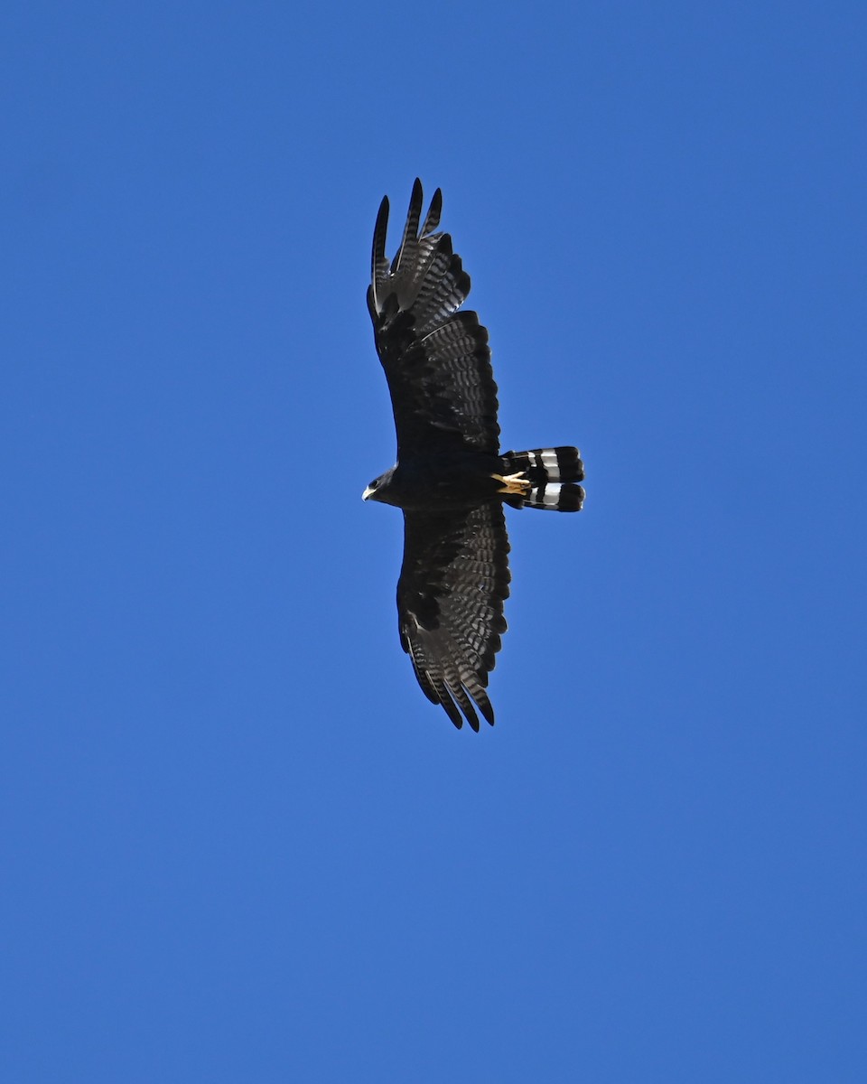 Zone-tailed Hawk - ML641897404