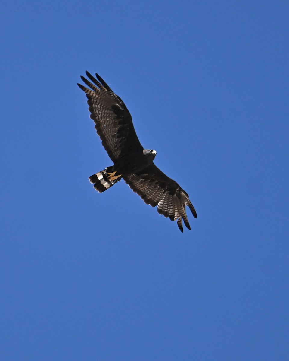 Zone-tailed Hawk - ML641897405