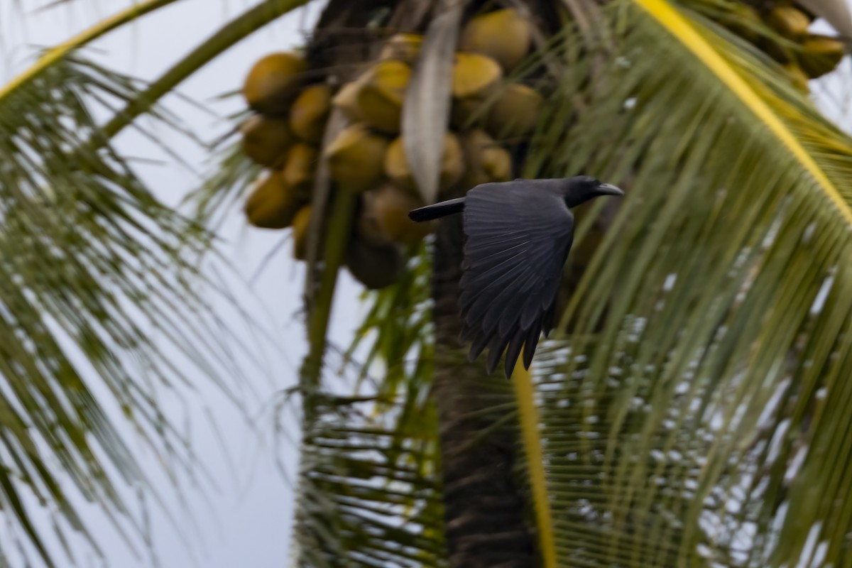 Sulawesi Crow - ML641897408
