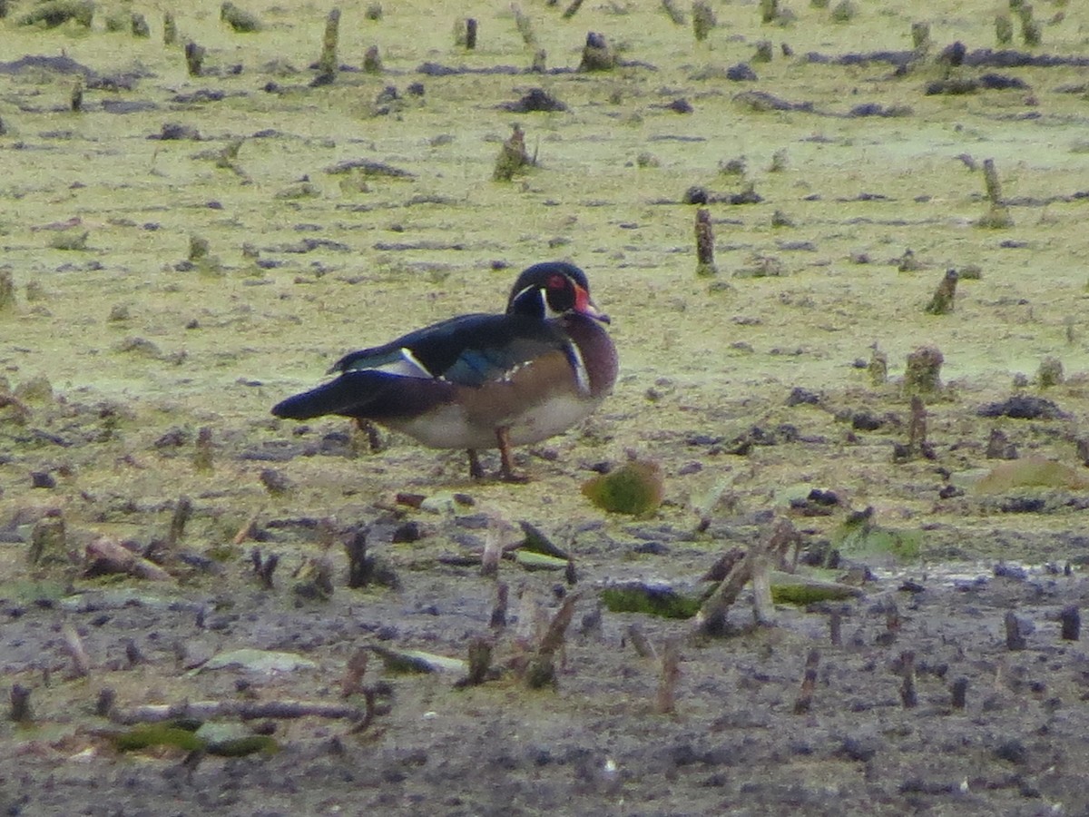 Canard branchu - ML641897427
