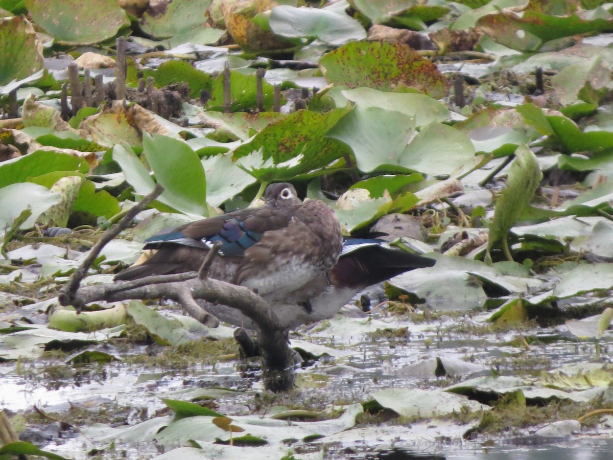 Canard branchu - ML641897428