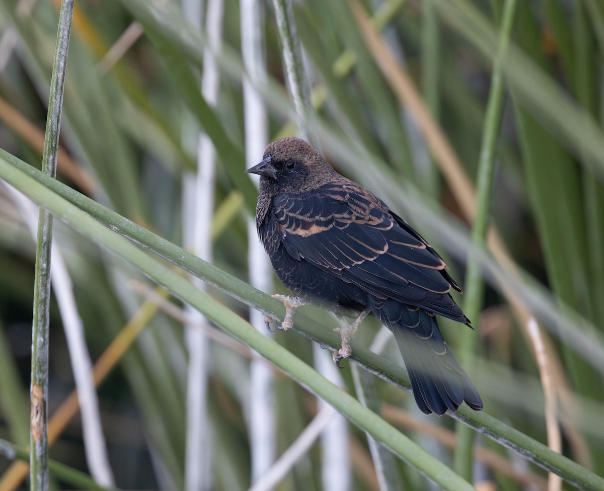 Red-winged Blackbird (Red-winged) - ML641897429