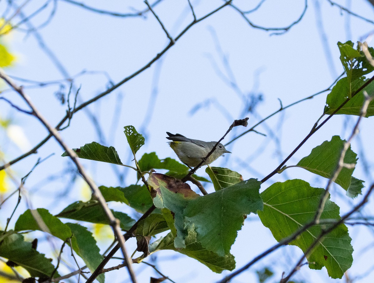 Virginia's Warbler - ML641897431