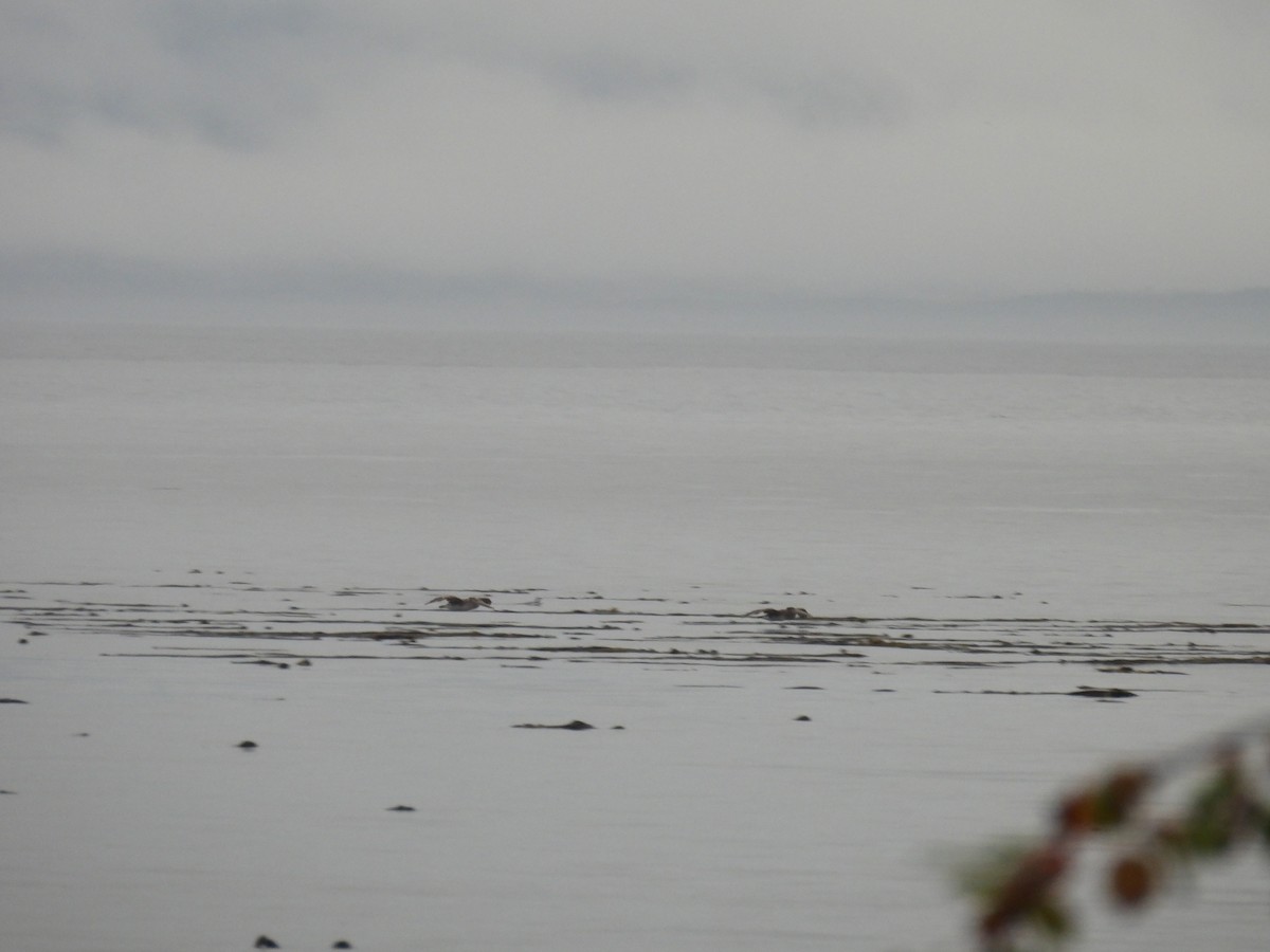 Brown Pelican - ML641897436