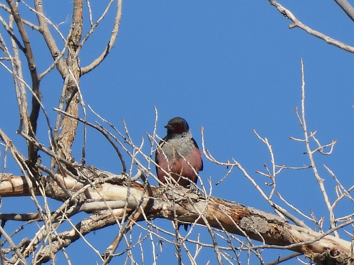 Blutgesichtspecht - ML641897448