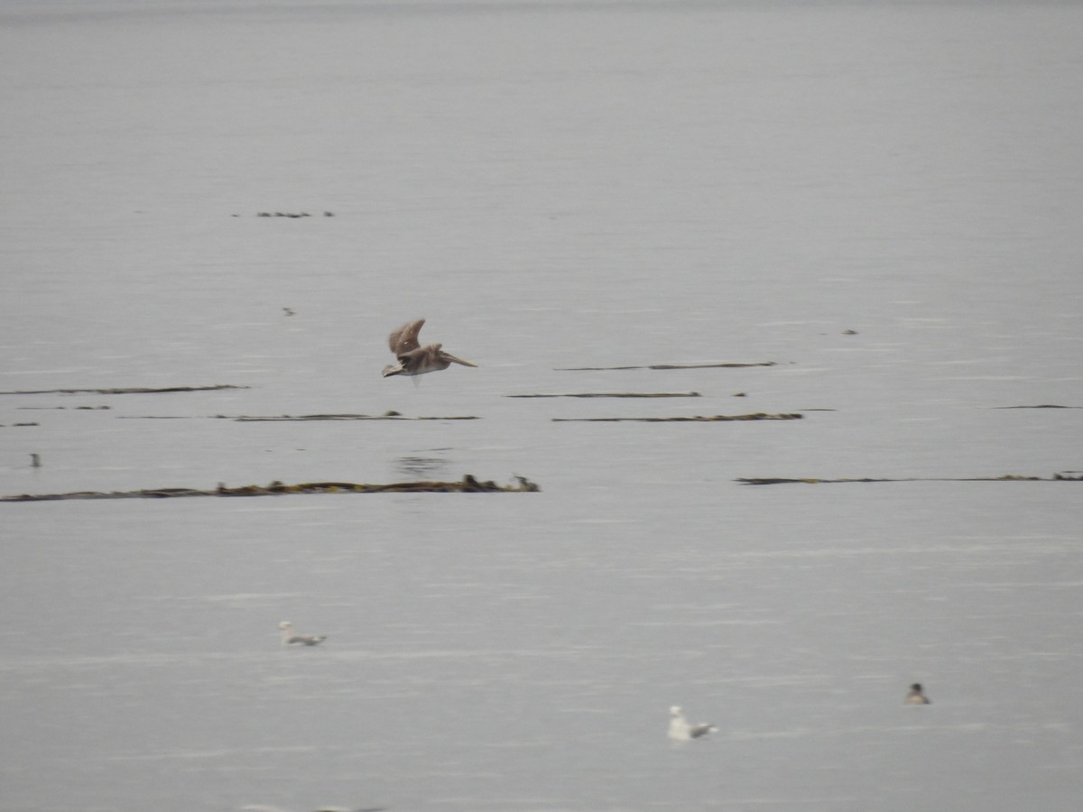 Brown Pelican - ML641897449