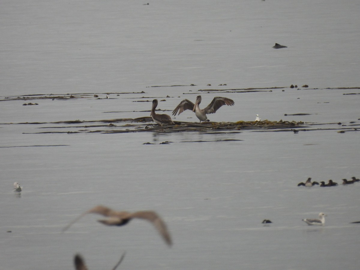 Brown Pelican - ML641897457