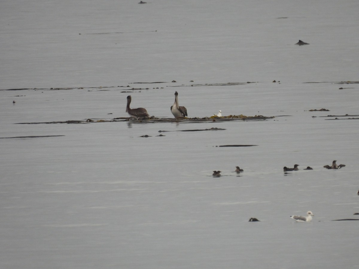 Brown Pelican - ML641897459