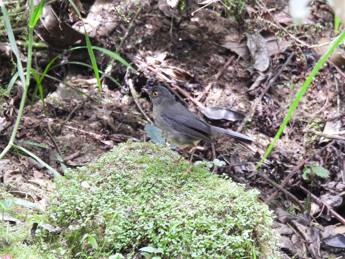 Slaty-backed Nightingale-Thrush - ML641897471