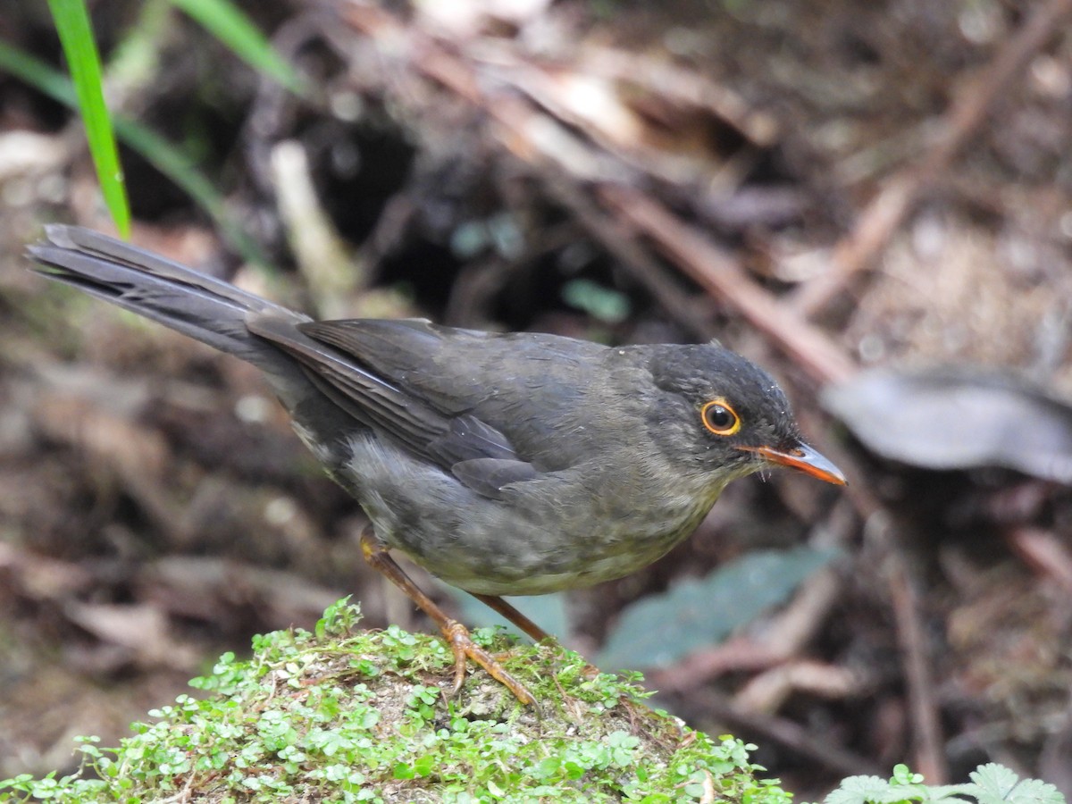 Slaty-backed Nightingale-Thrush - ML641897481