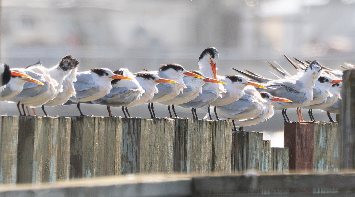 Elegant Tern - ML641897483