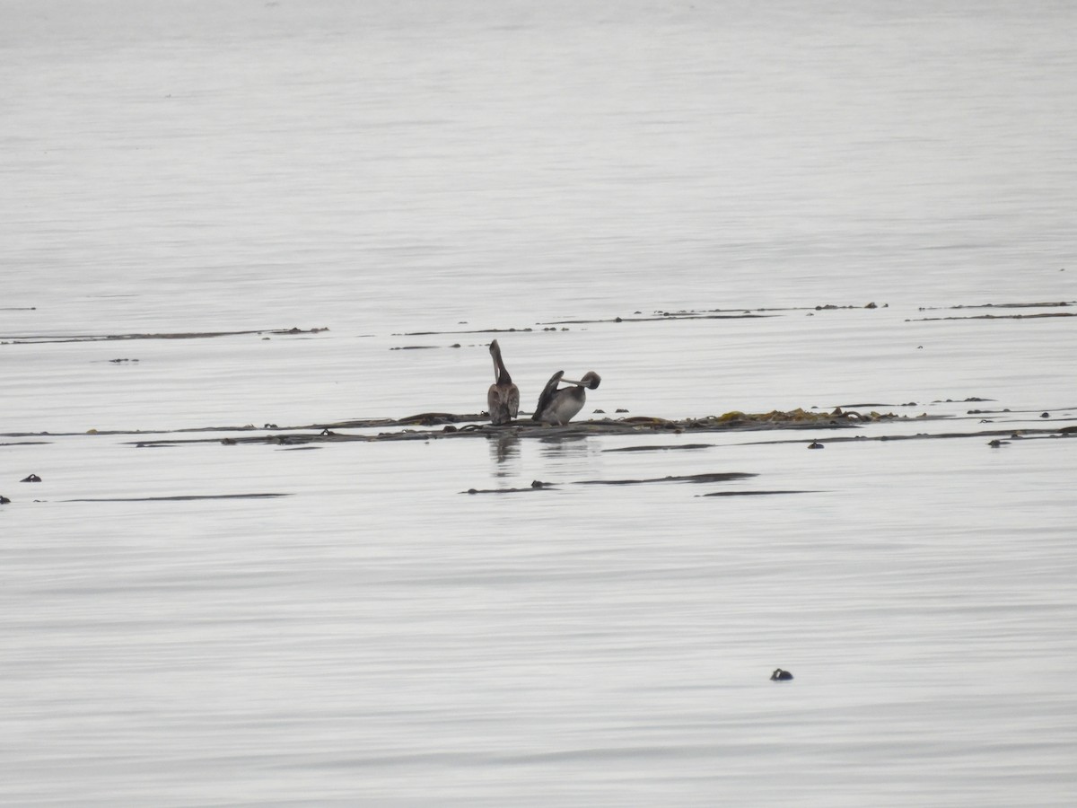Brown Pelican - ML641897490