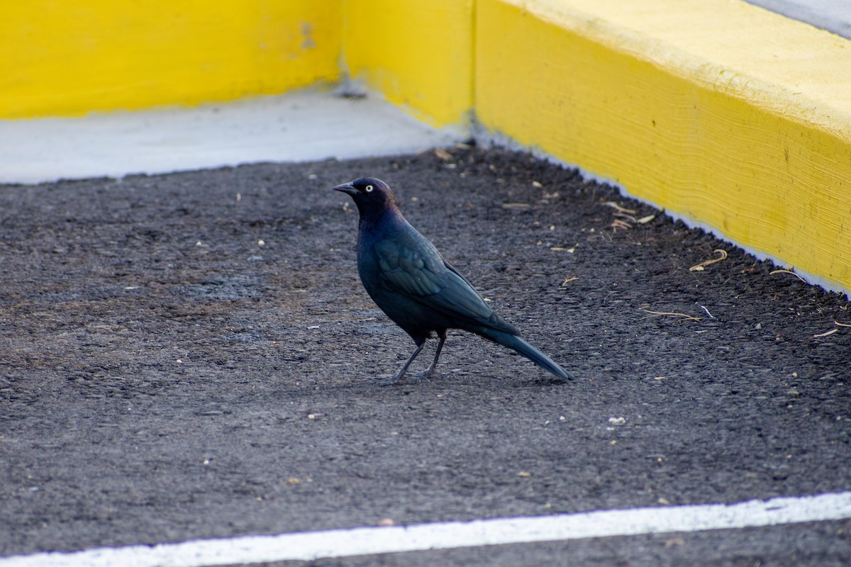 Brewer's Blackbird - ML641897498