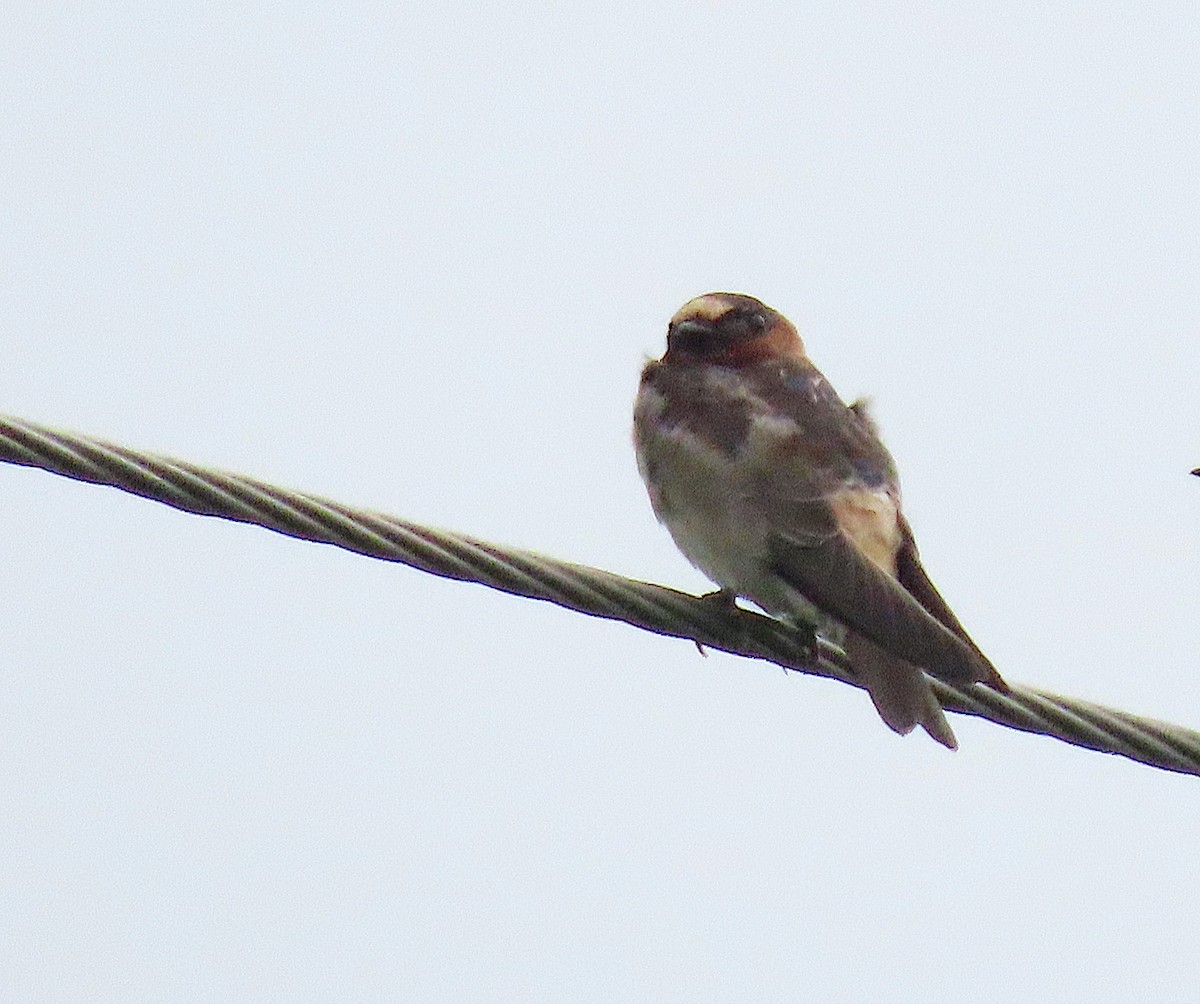 Cliff Swallow - ML641897502
