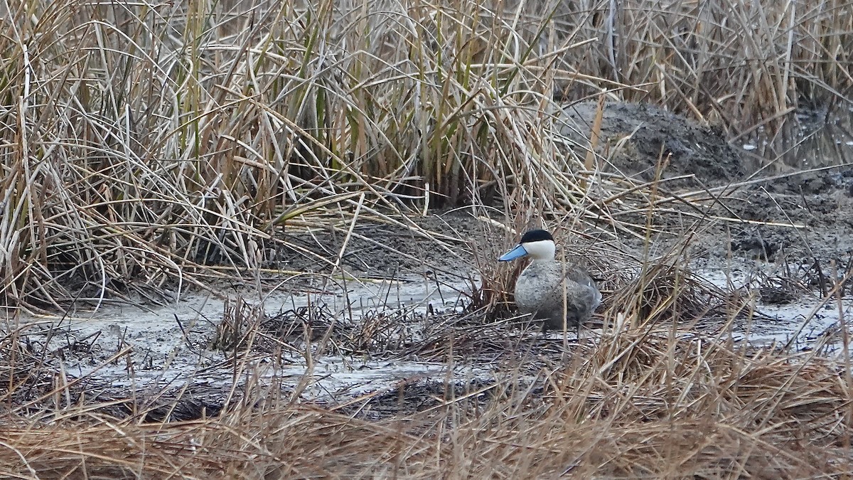 Puna Teal - ML641897507