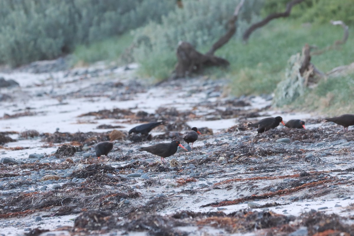 Sooty Oystercatcher - ML641897511