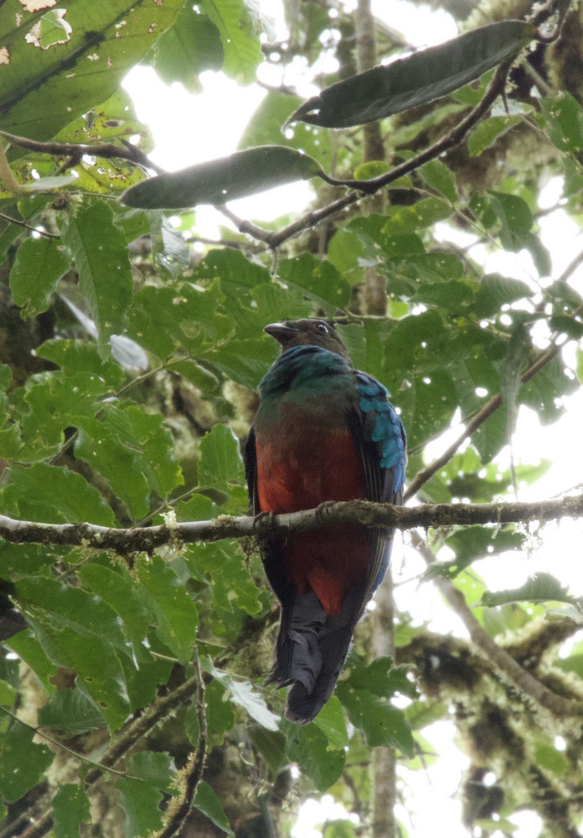 Golden-headed Quetzal - ML641897516