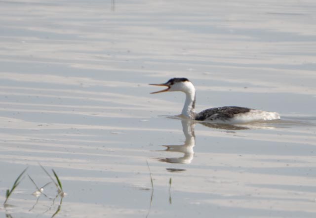 Clark's Grebe - ML641897521