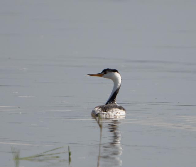 Clark's Grebe - ML641897522