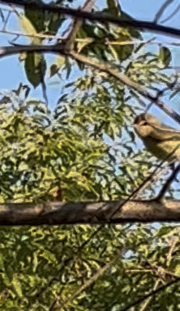 Vireo de Filadelfia - ML641897555