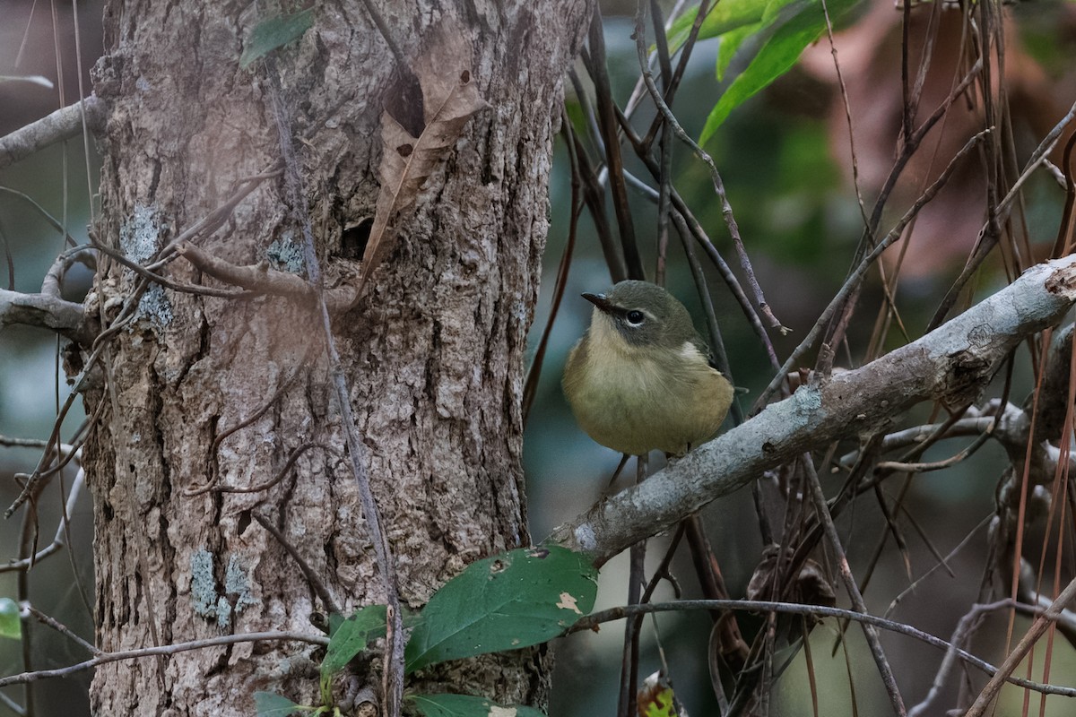 Black-throated Blue Warbler - ML641897561